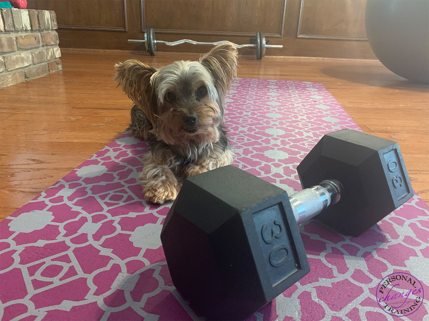 Working out with your Pet post thumbnail
